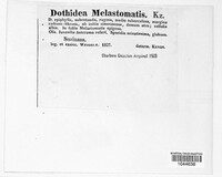 Phyllachora melastomatis image